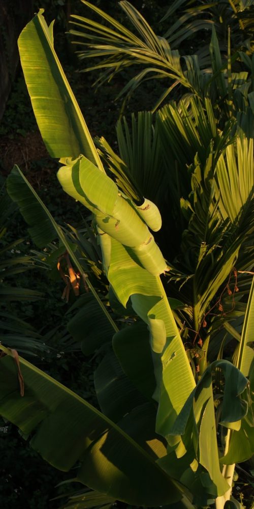 a banana tree in the middle of a jungle